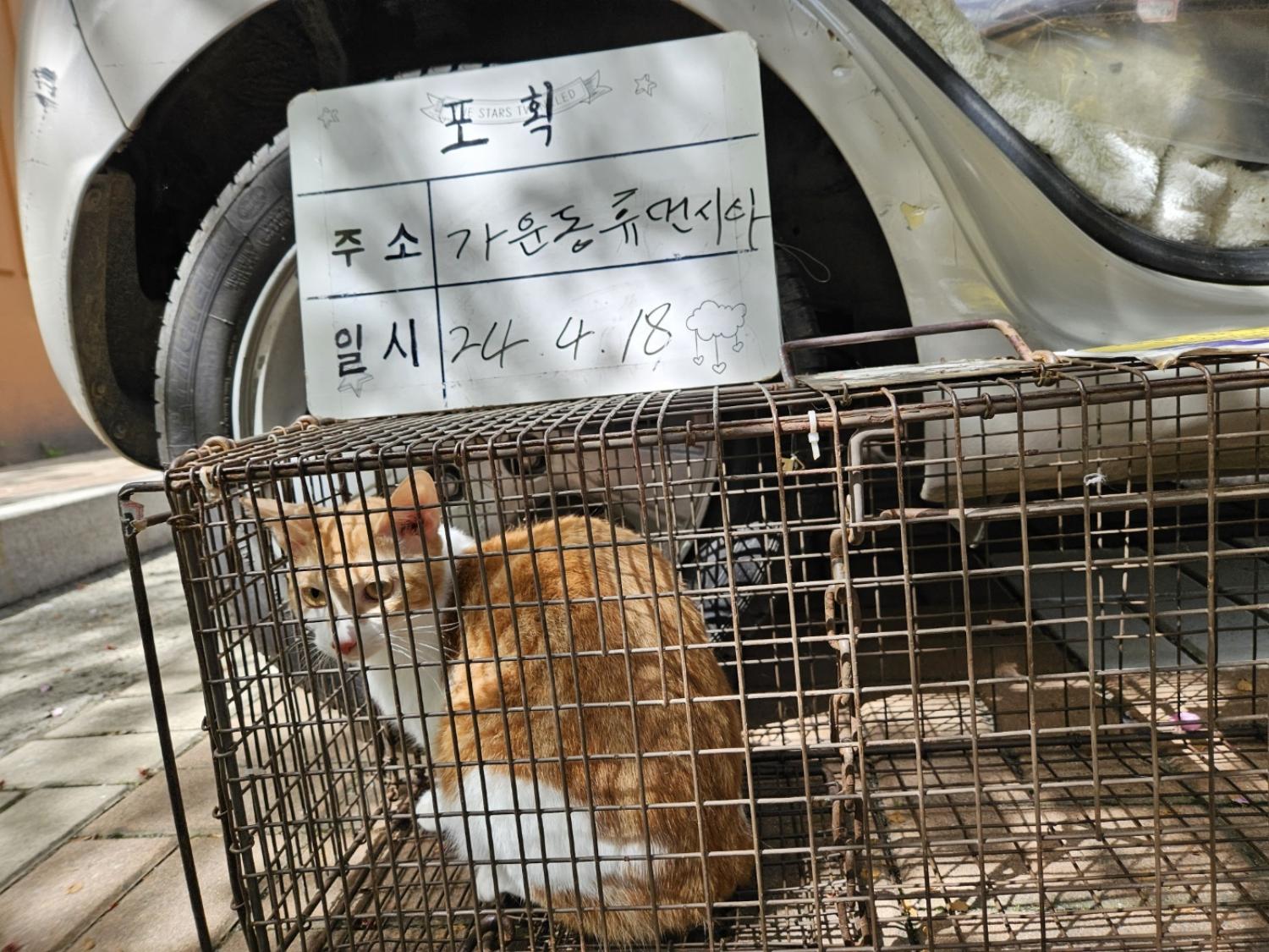 보호중동물사진 공고번호-경기-남양주-2024-00794