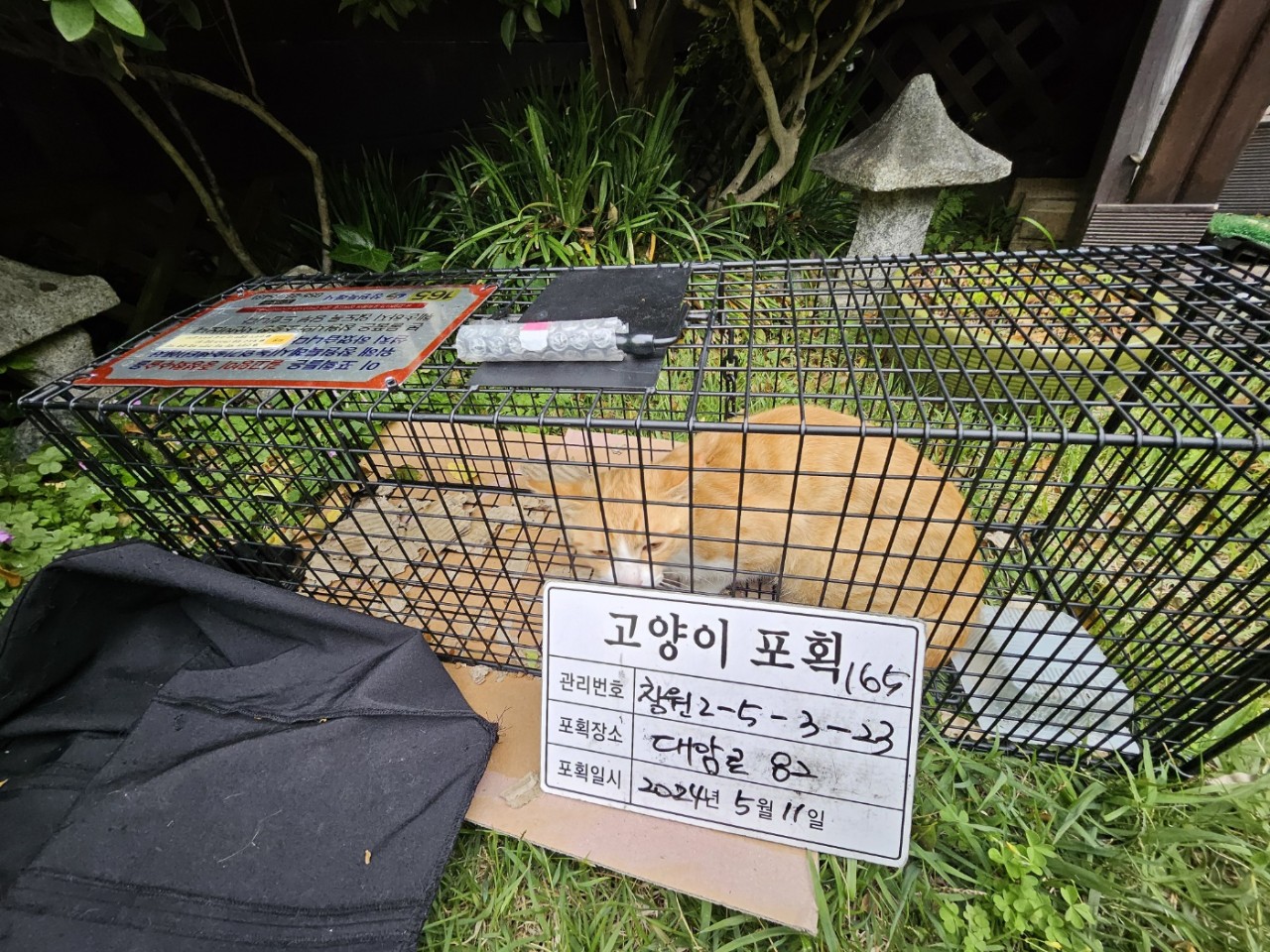 보호중동물사진 공고번호-경남-창원-2024-00509