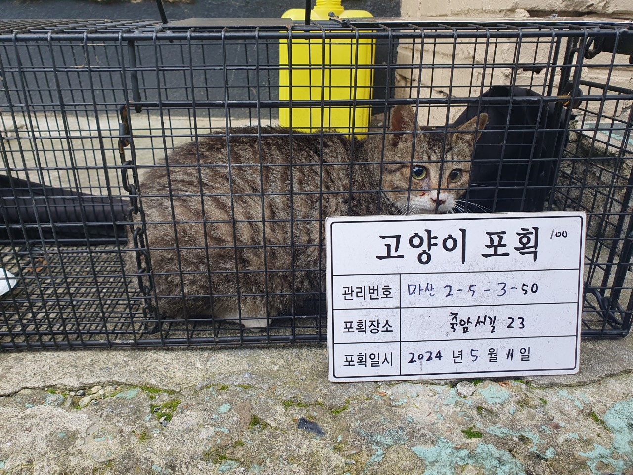 보호중동물사진 공고번호-경남-마산-2024-00694
