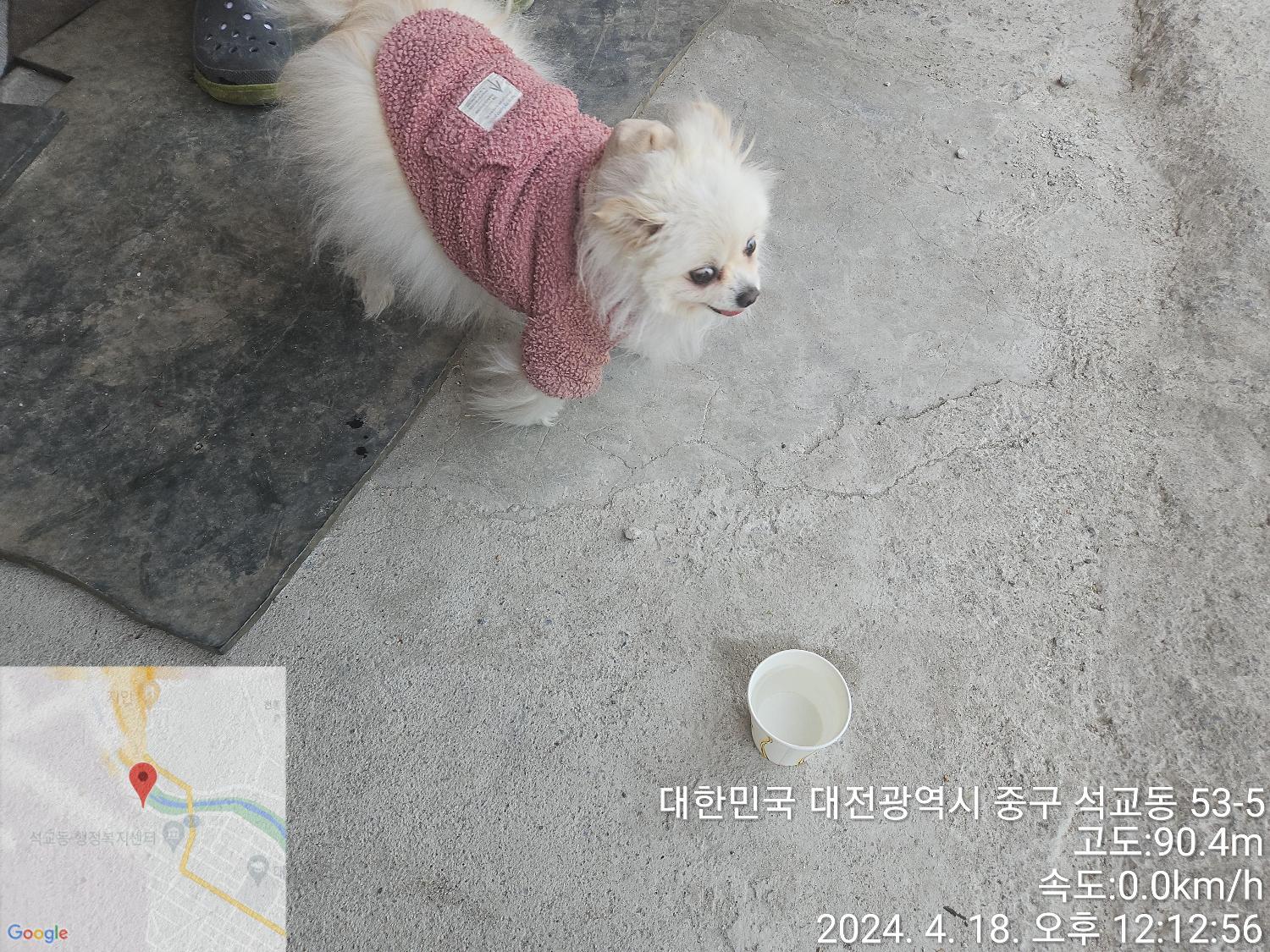 공고 번호가 대전-중구-2024-00076인 포메라니안 동물 사진  