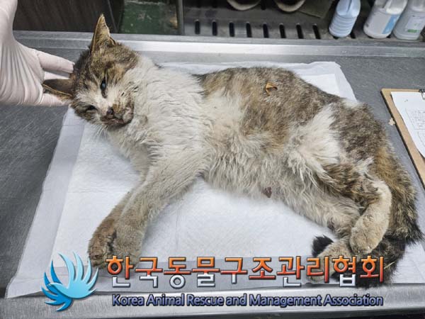 공고 번호가 서울-강북-2024-00059인 한국 고양이 동물 사진  