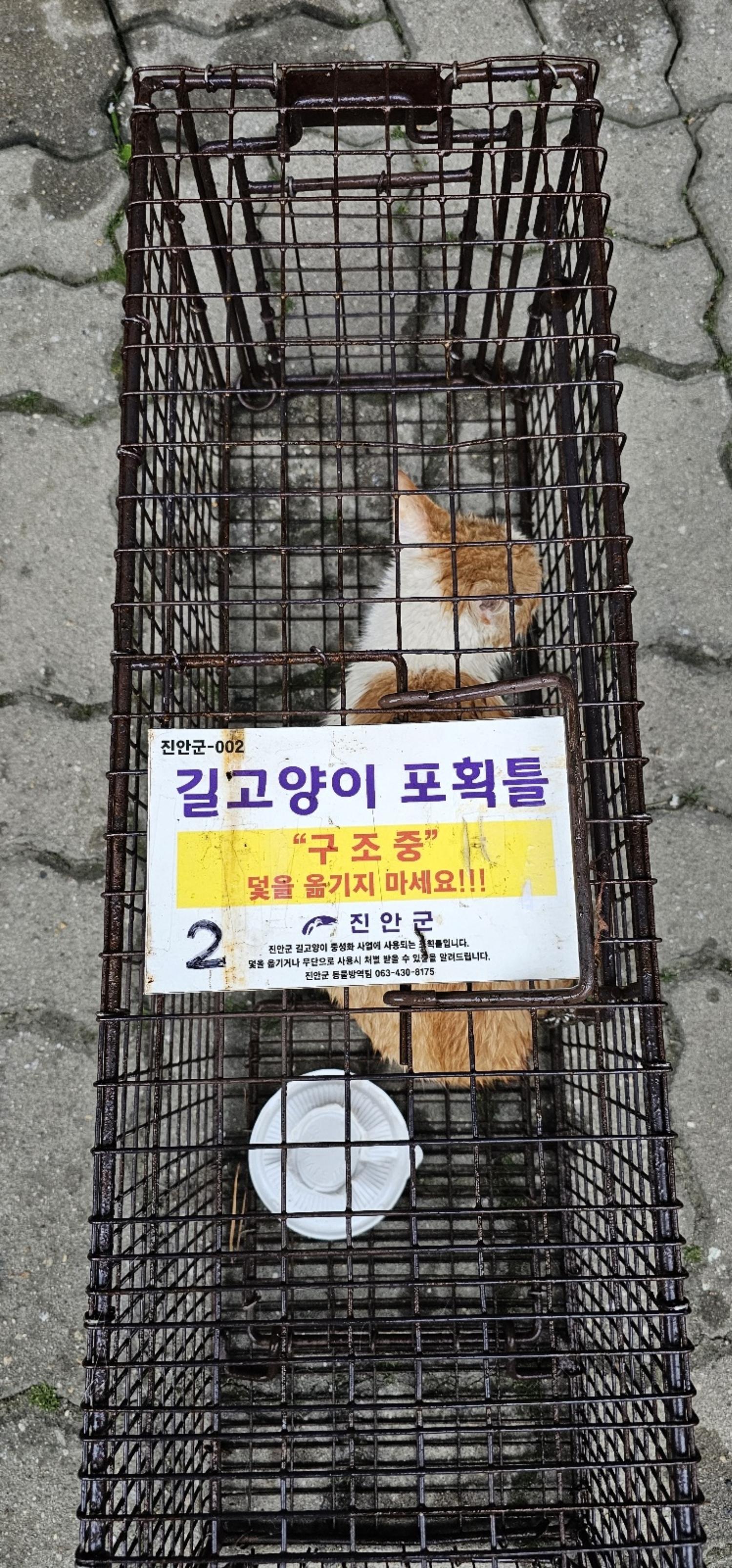 보호중동물사진 공고번호-전북-진안-2024-00226
