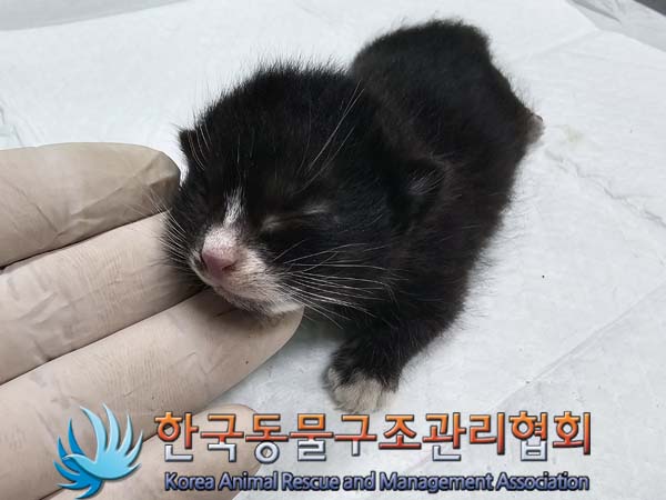 공고 번호가 서울-광진-2024-00040인 한국 고양이 동물 사진  