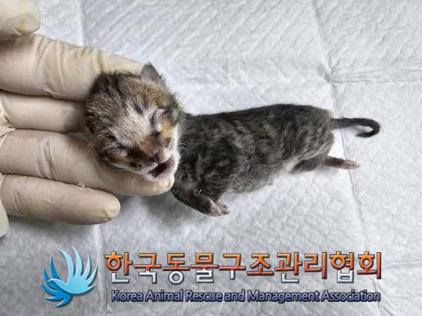 공고 번호가 경기-포천-2024-00319인 한국 고양이 동물 사진  