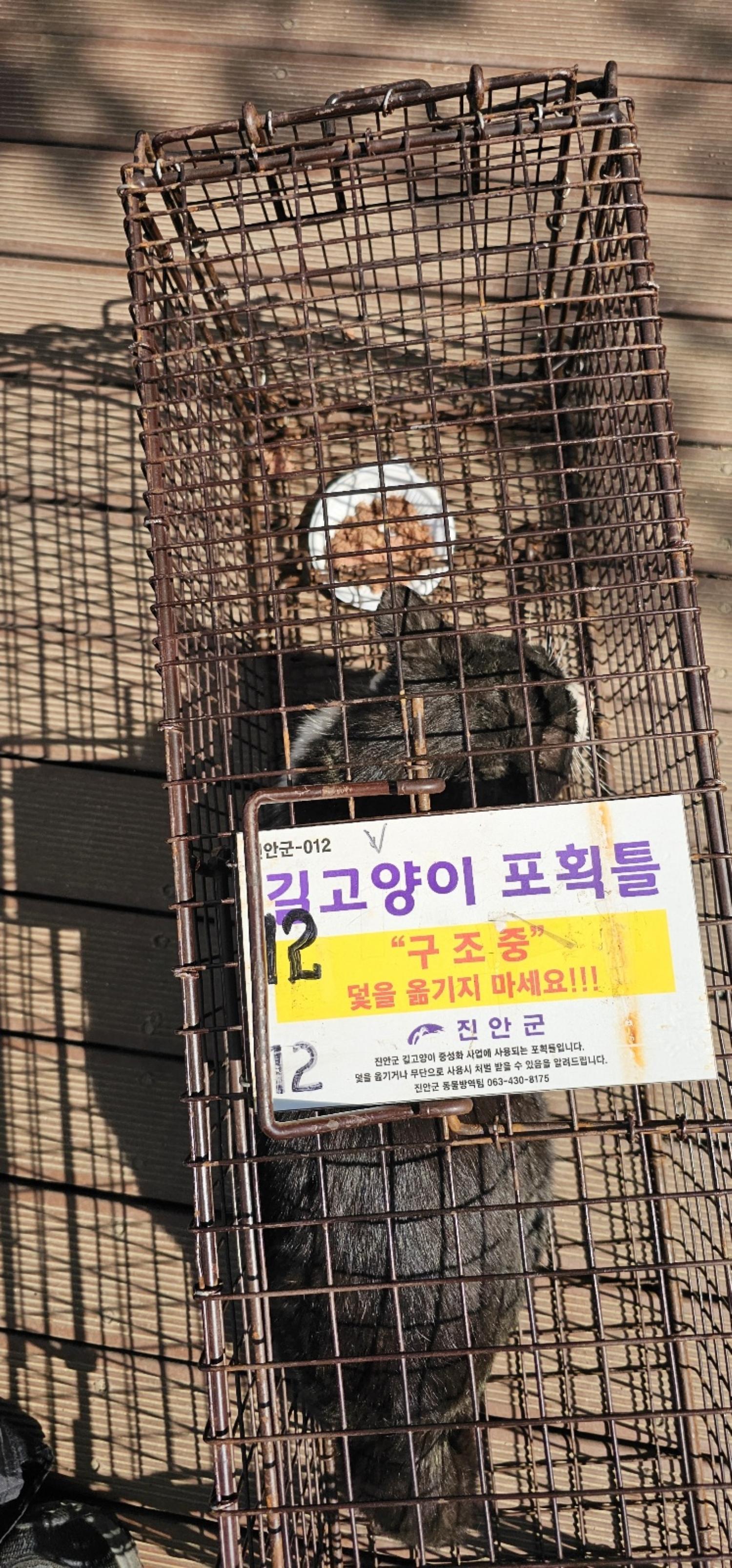 보호중동물사진 공고번호-전북-진안-2024-00234
