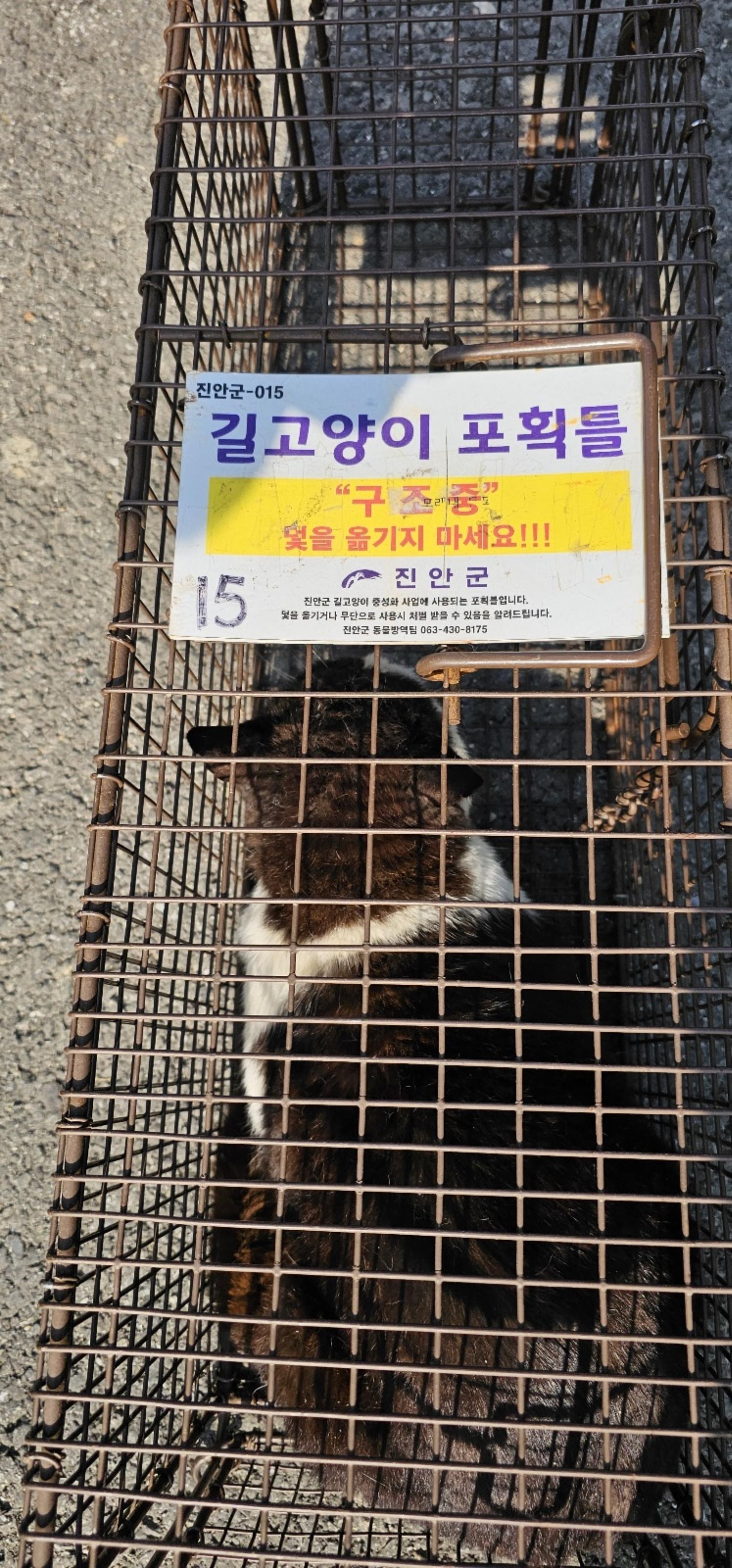 보호중동물사진 공고번호-전북-진안-2024-00233