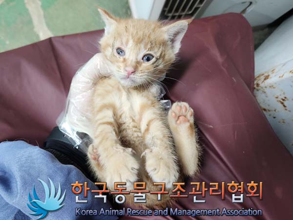 공고 번호가 서울-서대문-2024-00048인 한국 고양이 동물 사진