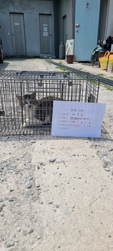 보호중동물사진 공고번호-충북-진천-2024-00189