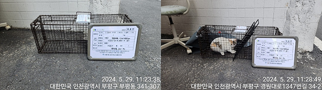 보호중동물사진 공고번호-인천-부평-2024-00224