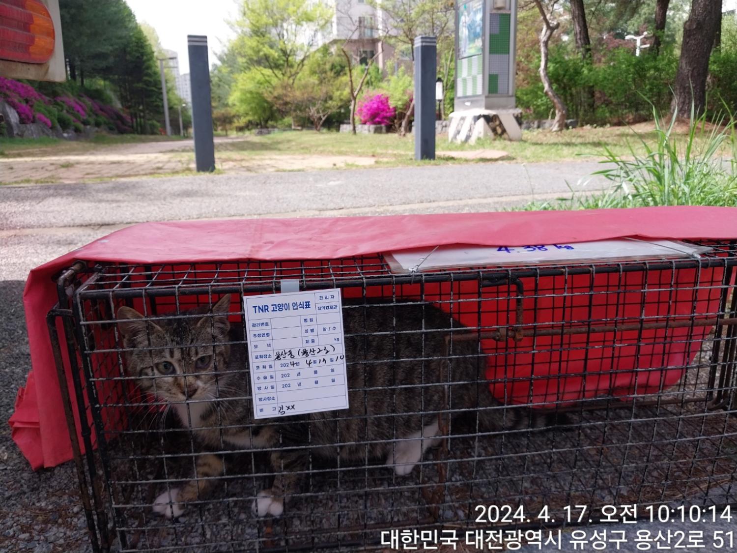 보호중동물사진 공고번호-대전-유성-2024-00155
