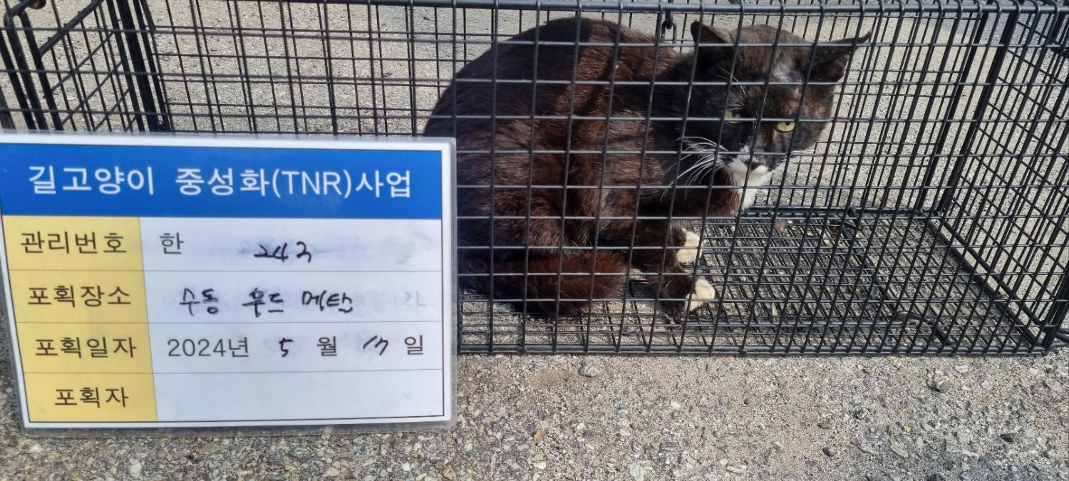 보호중동물사진 공고번호-경기-남양주-2024-01093