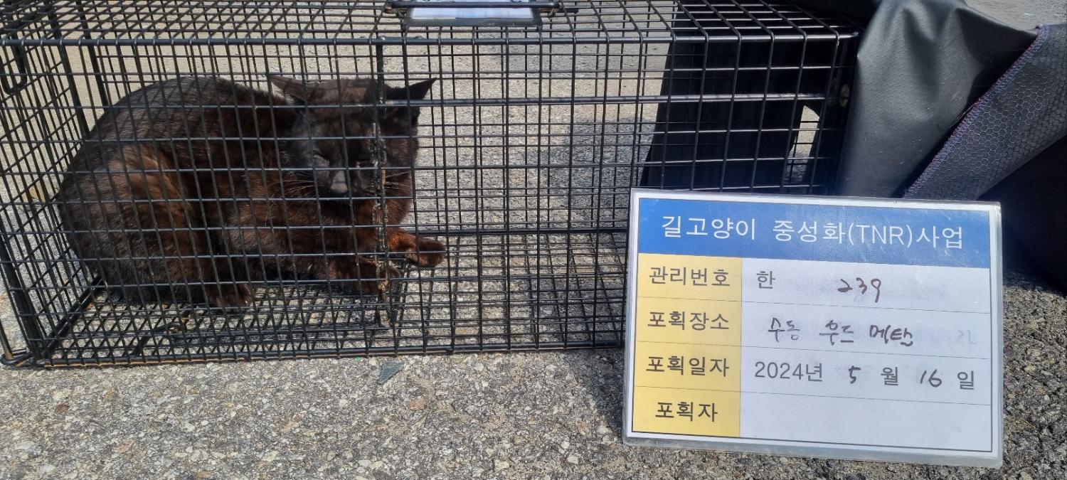 보호중동물사진 공고번호-경기-남양주-2024-01089