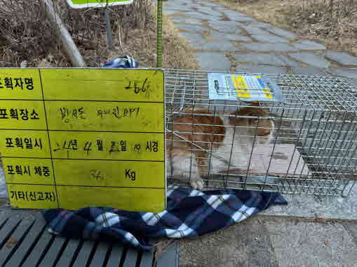 보호중동물사진 공고번호-충북-청주-2024-00514
