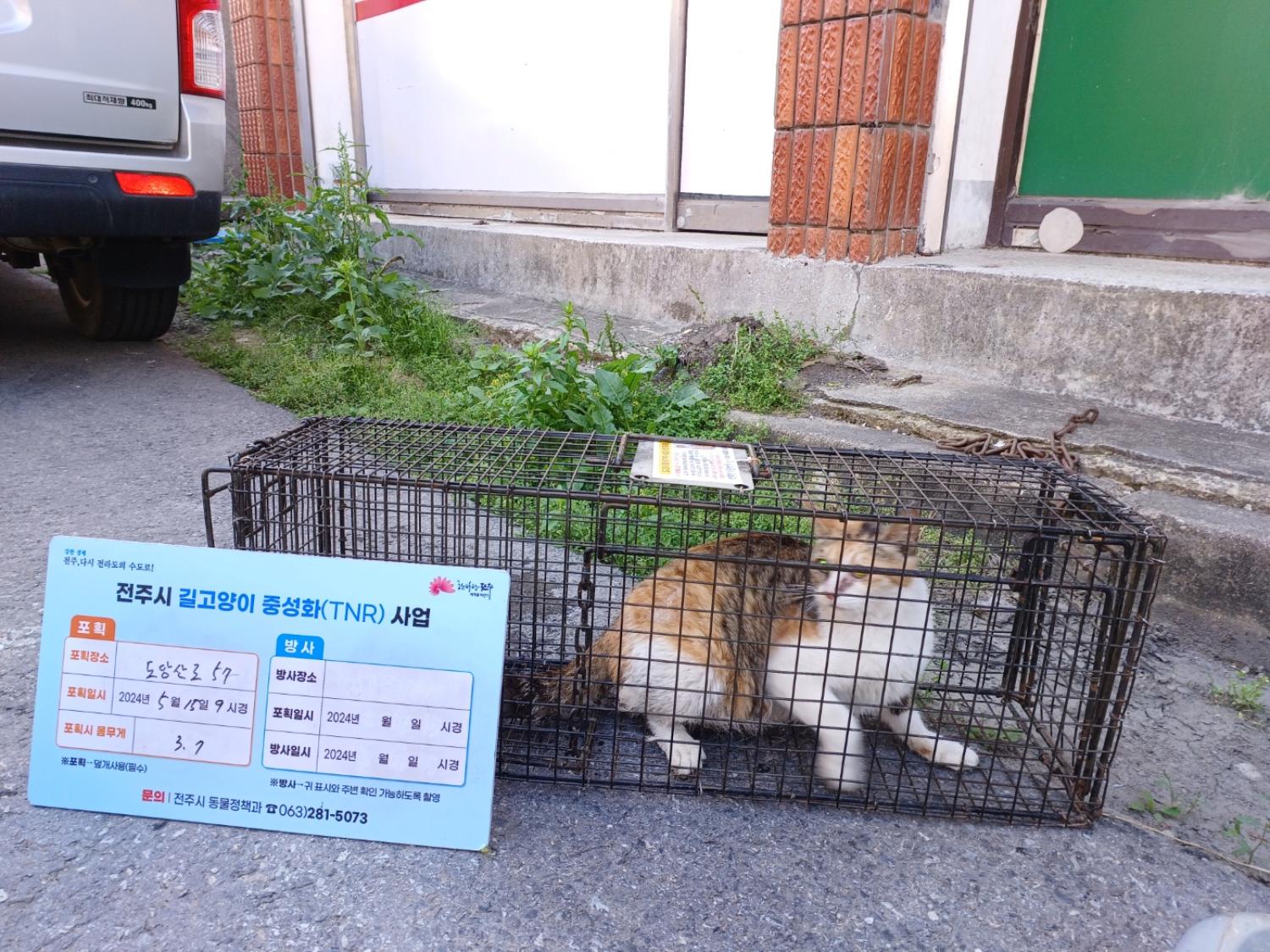 보호중동물사진 공고번호-전북-전주-2024-01120