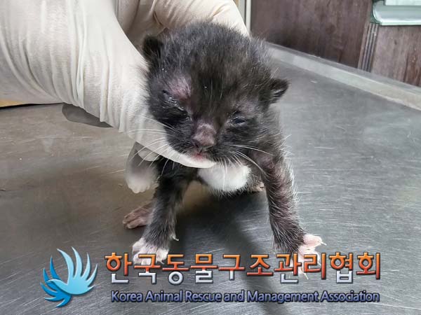 공고 번호가 서울-성북-2024-00046인 한국 고양이 동물 사진  