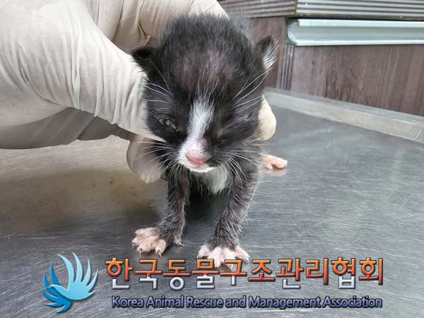 공고 번호가 서울-성북-2024-00045인 한국 고양이 동물 사진  