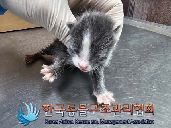 공고 번호가 서울-성북-2024-00044인 한국 고양이 동물 사진  