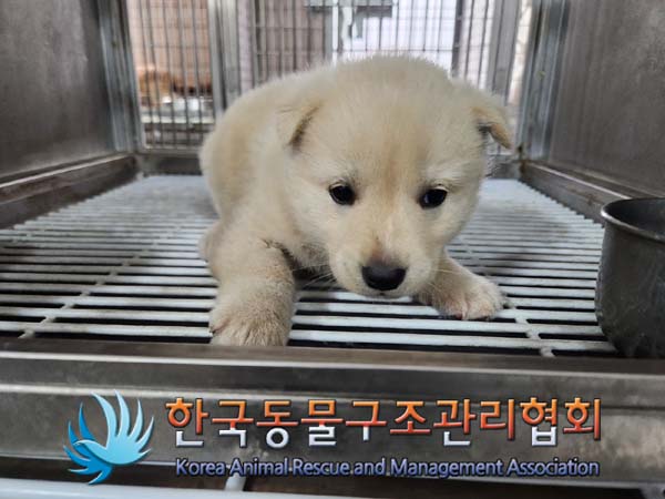 공고 번호가 서울-성북-2024-00042인 믹스견 동물 사진  