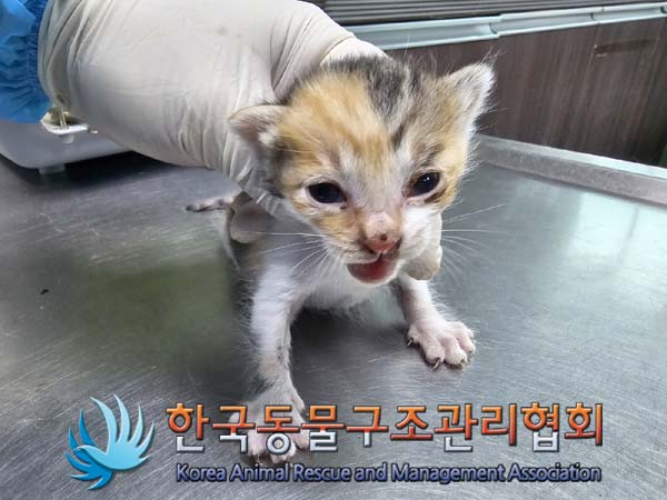 공고 번호가 서울-은평-2024-00048인 한국 고양이 동물 사진  
