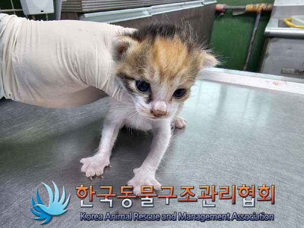 공고 번호가 서울-은평-2024-00047인 한국 고양이 동물 사진  