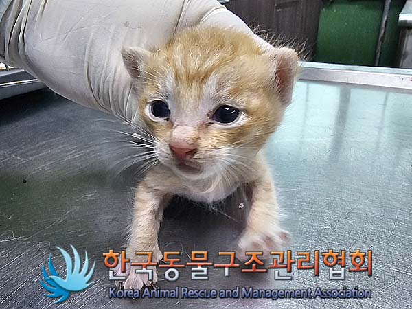 공고 번호가 서울-은평-2024-00046인 한국 고양이 동물 사진  