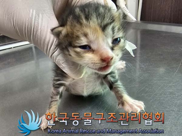 공고 번호가 경기-포천-2024-00374인 한국 고양이 동물 사진  