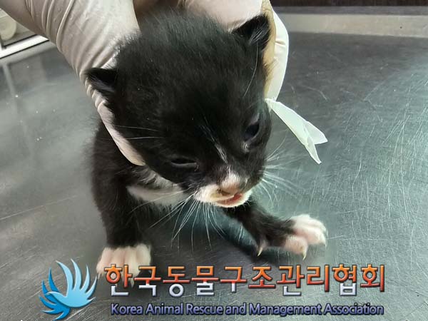 공고 번호가 경기-포천-2024-00375인 한국 고양이 동물 사진  