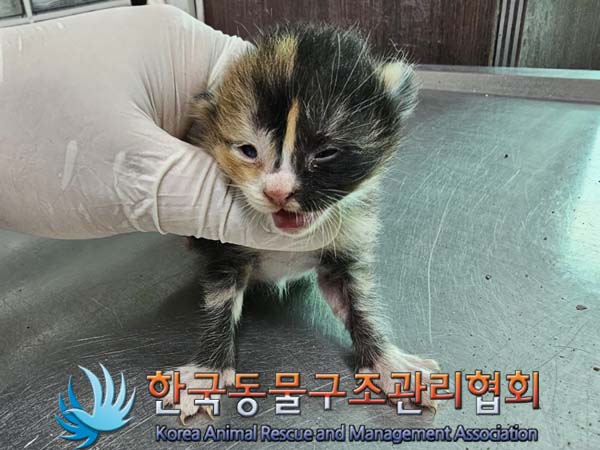공고 번호가 경기-포천-2024-00373인 한국 고양이 동물 사진  