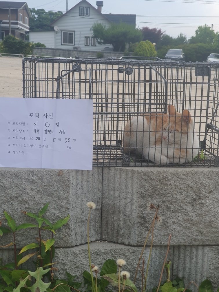 보호중동물사진 공고번호-충북-진천-2024-00181