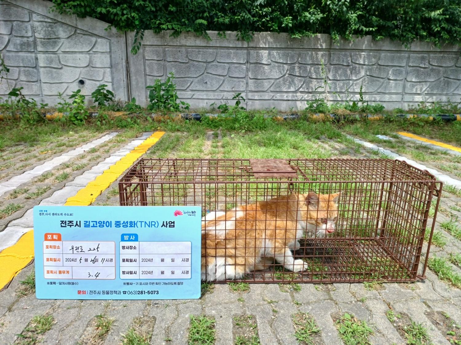 보호중동물사진 공고번호-전북-전주-2024-01167