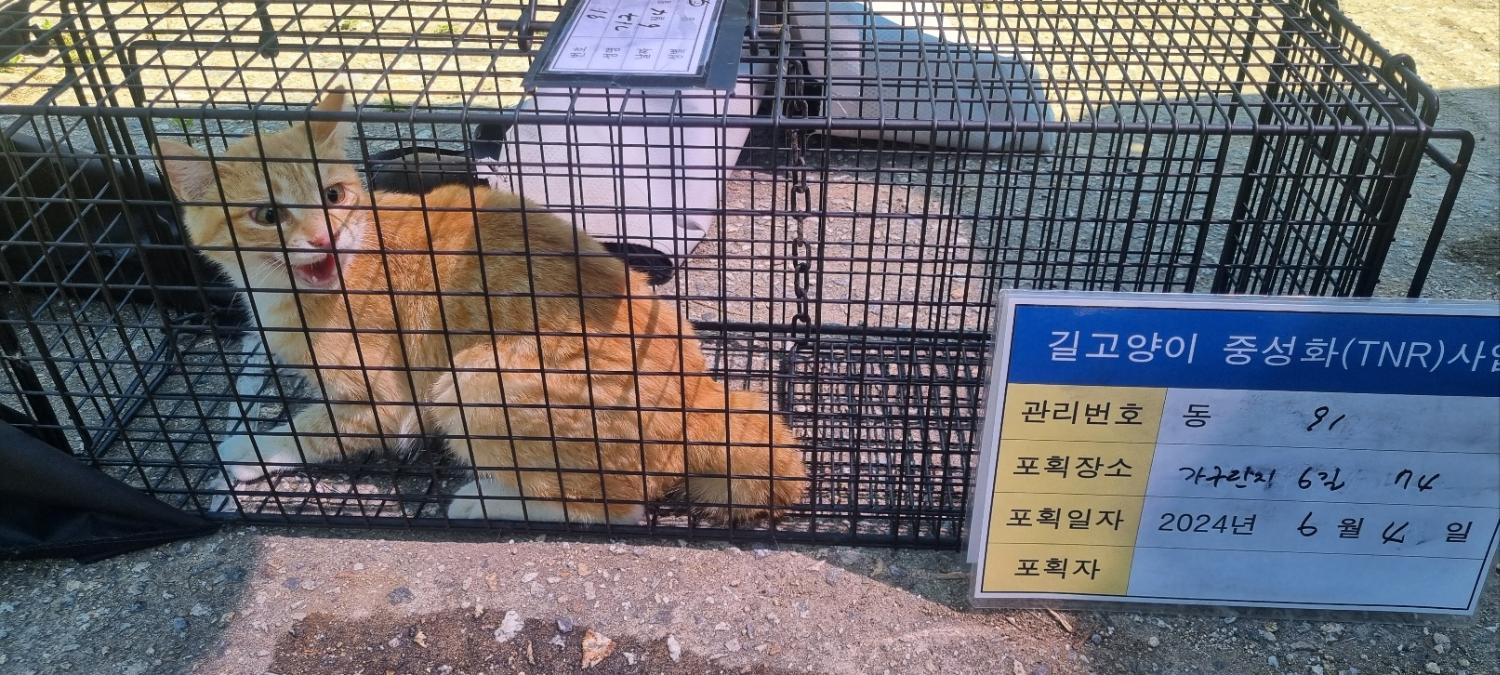 보호중동물사진 공고번호-경기-남양주-2024-01240