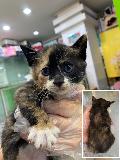 공고 번호가 경기-성남-2024-00161인 한국 고양이 동물 사진