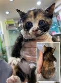 공고 번호가 경기-성남-2024-00162인 한국 고양이 동물 사진