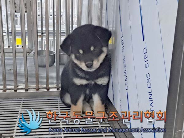 공고 번호가 경기-동두천-2024-00070인 믹스견 동물 사진