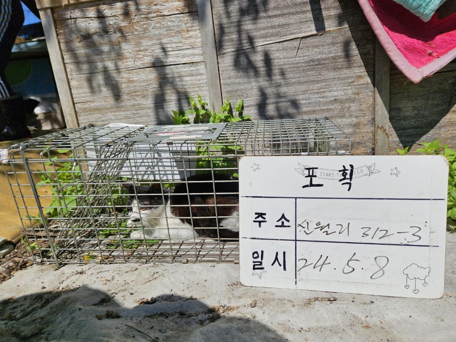 보호중동물사진 공고번호-경기-남양주-2024-00989