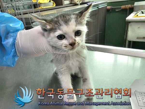 공고 번호가 서울-구로-2024-00036인 한국 고양이 동물 사진