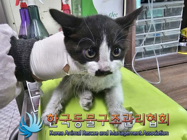 공고 번호가 서울-송파-2024-00051인 한국 고양이 동물 사진