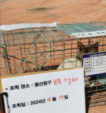 보호중동물사진 공고번호-울산-동구-2024-00118