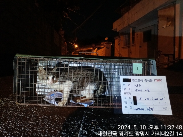 보호중동물사진 공고번호-경기-광명-2024-00282