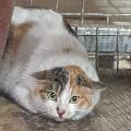 공고 번호가 경기-화성-2024-00754인 한국 고양이 동물 사진