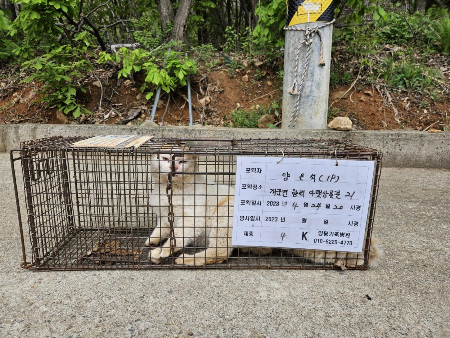 보호중동물사진 공고번호-경기-양평-2024-00343