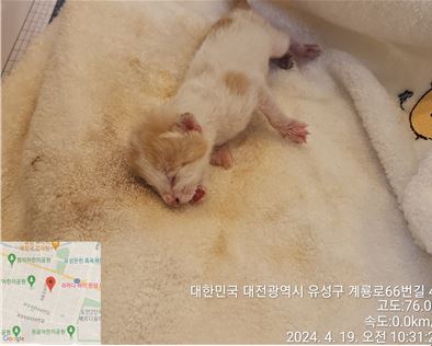 공고 번호가 대전-유성-2024-00112인 한국 고양이 동물 사진  