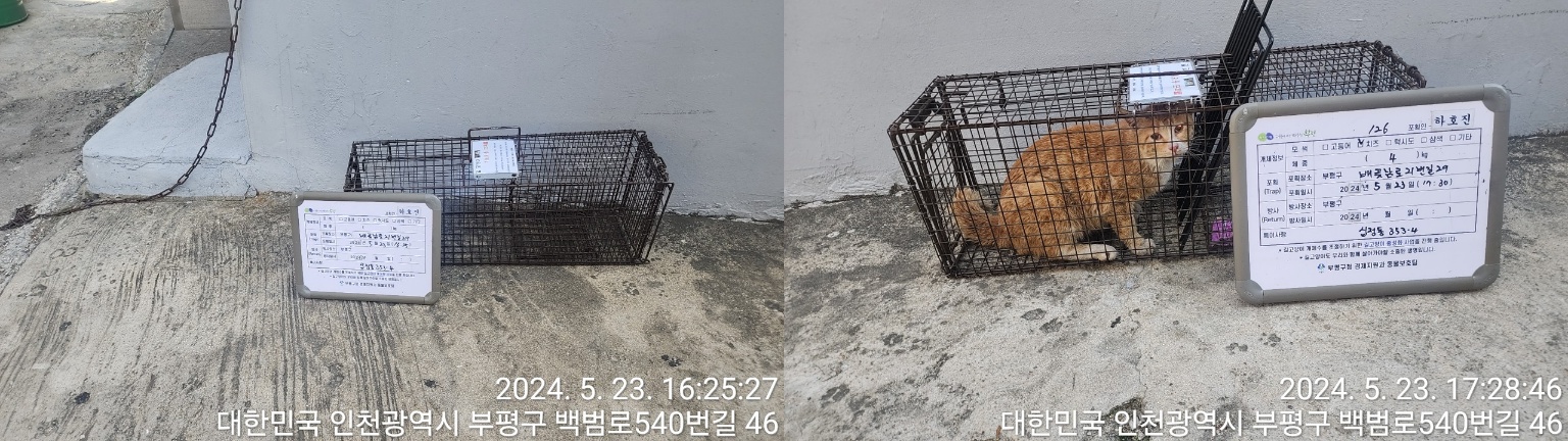 보호중동물사진 공고번호-인천-부평-2024-00191
