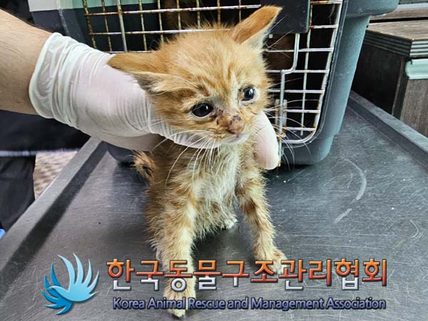 공고 번호가 경기-연천-2024-00241인 한국 고양이 동물 사진