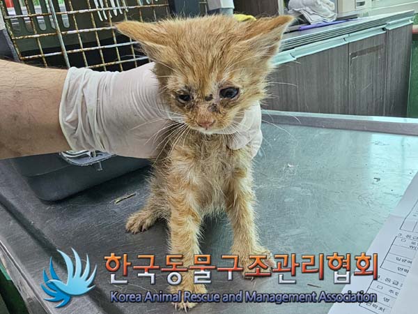 공고 번호가 경기-연천-2024-00242인 한국 고양이 동물 사진