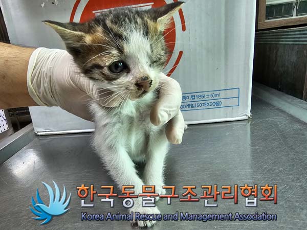 공고 번호가 경기-김포-2024-00393인 한국 고양이 동물 사진