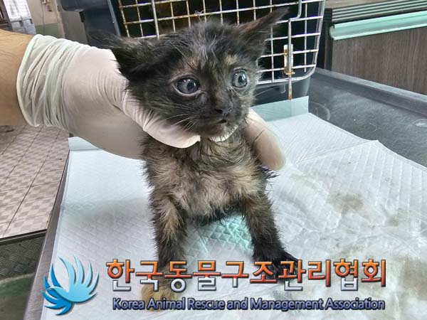공고 번호가 경기-연천-2024-00240인 한국 고양이 동물 사진