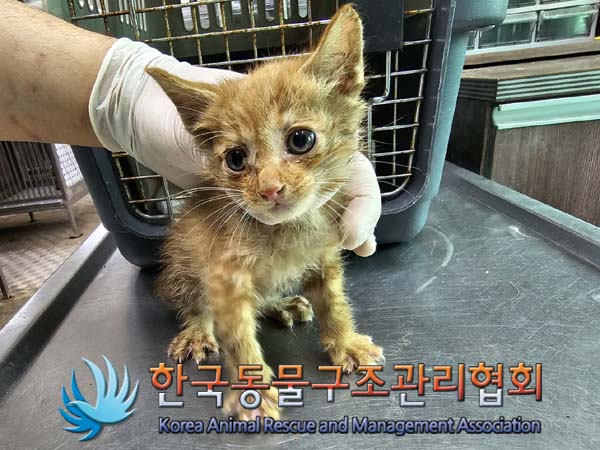 공고 번호가 경기-연천-2024-00244인 한국 고양이 동물 사진