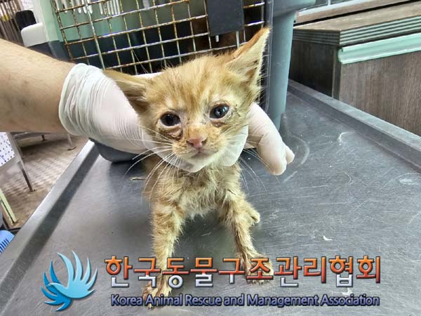 공고 번호가 경기-연천-2024-00243인 한국 고양이 동물 사진