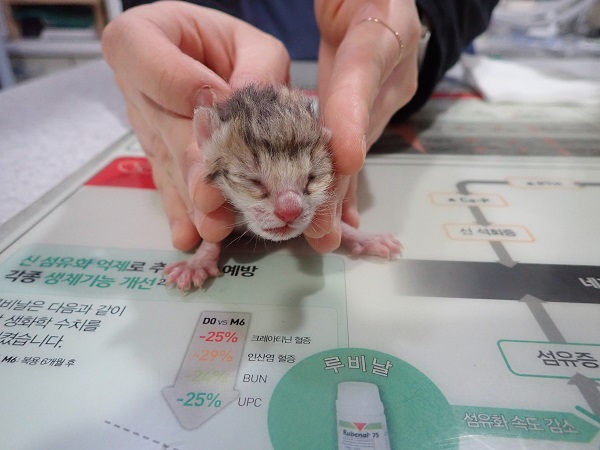 공고 번호가 대구-달성-2024-00204인 한국 고양이 동물 사진  